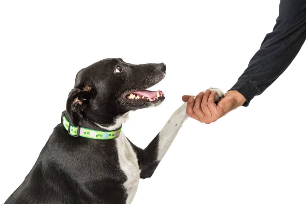 Closeup Man Shaking Hands With Dog