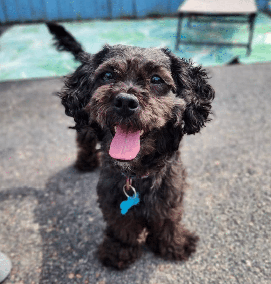 Small, smiling black dog with tongue out standing on pavement